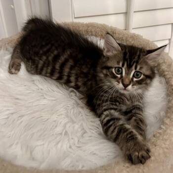 Forgot -  Domestic Medium Hair Cat for Adoption in Brownsboro, Alabama - Forgot | PetCurious