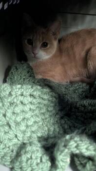 BOO MAJOR -  Domestic Short Hair Cat for Adoption in Holbrook, New York - BOO MAJOR | PetCurious