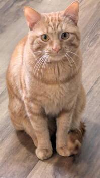 Domestic Short Hair and Tabby Cats Available for Adoption - Simba | PetCurious