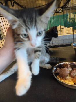 Jupiter -  Domestic Short Hair Cat for Adoption in Bossier City, Louisiana - Jupiter | PetCurious