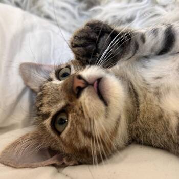 Joonie -  Domestic Short Hair Cat for Adoption in Yucca Valley, California - Joonie | PetCurious