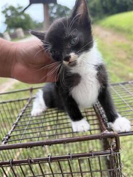 A657120 -  Domestic Short Hair Cat for Adoption in Houston, Texas - A657120 | PetCurious