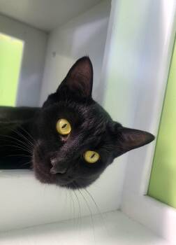 Barney -  Domestic Short Hair Cat for Adoption in Kirkland, Washington - Barney | PetCurious