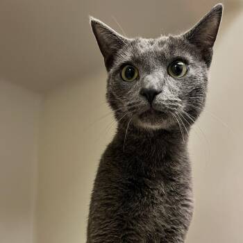 Domestic Short Hair Cats Available for Adoption in Harrisonburg, Virginia - 70860 | PetCurious