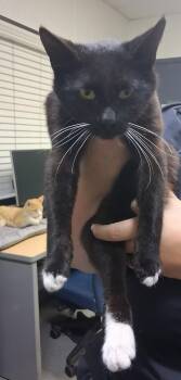 Domestic Short Hair Cats Available for Adoption in Tulare, California - Jellybean | PetCurious