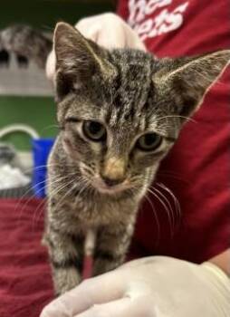 Elly May -  Domestic Short Hair Cat for Adoption in Kansas City, Missouri - Elly May | PetCurious