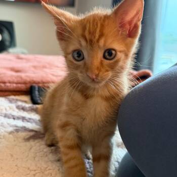 Michael Jackson -  Domestic Short Hair Cat for Adoption in Gainesville, Florida - Michael Jackson | PetCurious