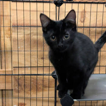 Rescue Domestic Short Hair Cats for Adoption in Carmel, Indiana - Raven | PetCurious