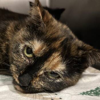 Domestic Short Hair Cats Available for Adoption in Chattanooga, Tennessee - Jupiter | PetCurious