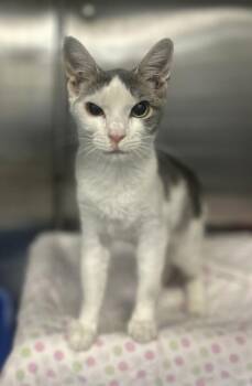 One -  Domestic Short Hair Cat for Adoption in Fruit Heights, Utah - One | PetCurious