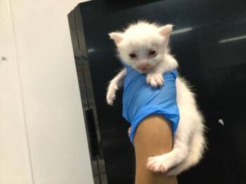 A1933605 -  Domestic Short Hair Cat for Adoption in Thousand Palms, California - A1933605 | PetCurious
