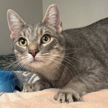 Domestic Short Hair Cats Available for Adoption - Turbo | PetCurious