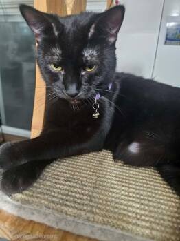 American Shorthair Cats Available for Adoption - Satine | PetCurious