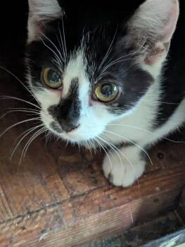 Starlight -  Domestic Short Hair Cat for Adoption in Waterloo, Iowa - Starlight | PetCurious