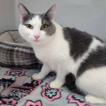 Domestic Short Hair Cats Available for Adoption in Green Valley, Arizona - Viola--Comes With Vet Care Support For Life! | PetCurious