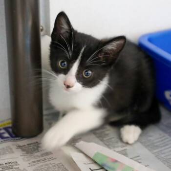 Corey -  Domestic Short Hair Cat for Adoption in New York, New York - Corey | PetCurious