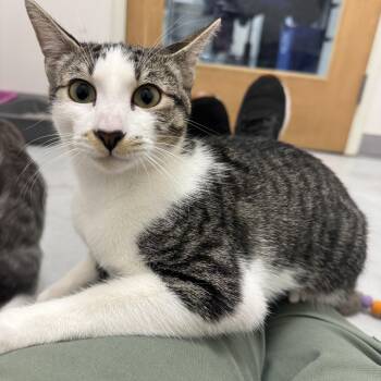 Squash -  Domestic Short Hair Cat for Adoption in Marina Del Rey, California - Squash | PetCurious
