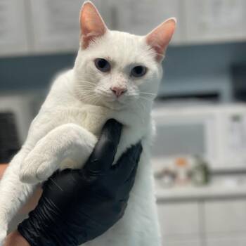 Domestic Short Hair Cats Available for Adoption in Riverside, California - Frosty | PetCurious