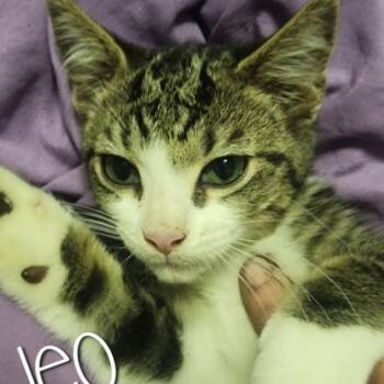Rescue Domestic Short Hair Cats for Adoption in Evansville, Indiana - Leo | PetCurious