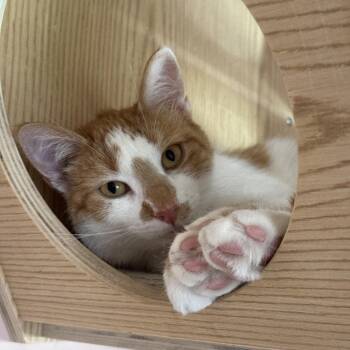Sour Patch -  Domestic Short Hair Cat for Adoption in Shorewood, Illinois - Sour Patch | PetCurious