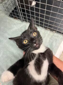 Domestic Short Hair Cats Available for Adoption - Pip | PetCurious