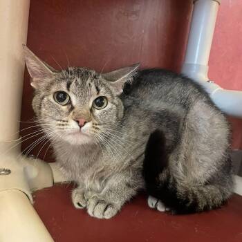 Ellie -  Domestic Short Hair Cat for Adoption in Rochester, Minnesota - Ellie | PetCurious