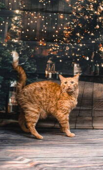 Rescue Domestic Short Hair Cats for Adoption in Sullivan, Indiana - Milo | PetCurious