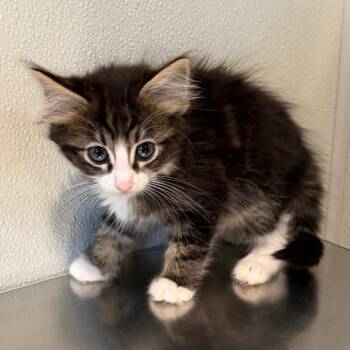 IVHS-Stray-143389 -  Domestic Medium Hair Cat for Adoption in San Gabriel, California - IVHS-Stray-143389 | PetCurious
