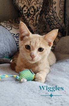 Rescue Domestic Short Hair Cats for Adoption in Miami, Oklahoma - Captain Wiggle Bum | PetCurious