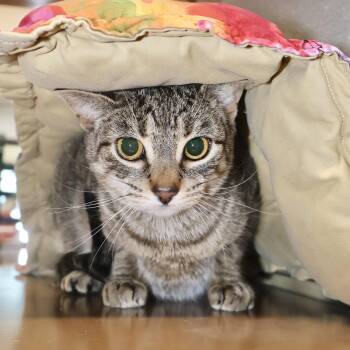 Tabby and Domestic Short Hair Cats Available for Adoption - Morgana | PetCurious