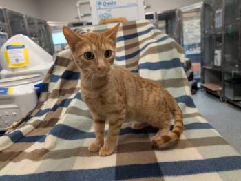 Cheez-It -  Domestic Short Hair Cat for Adoption in Rowlett, Texas - Cheez-It | PetCurious