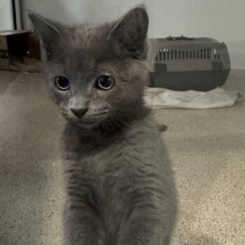 Blue Ivy -  Domestic Medium Hair Cat for Adoption in Murray, Utah - Blue Ivy | PetCurious
