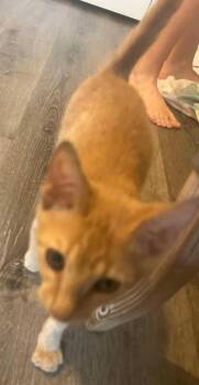 Garfield -  Domestic Short Hair Cat for Adoption in Darien, Georgia - Garfield | PetCurious