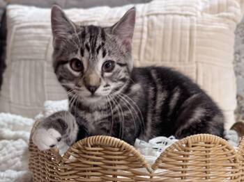 Dandelion- Dandi -  Domestic Short Hair Cat Available for Adoption in Effingham, Illinois - Dandelion- Dandi | PetCurious