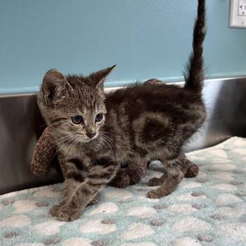 Domestic Short Hair Cats Available for Adoption in Mount Vernon, Indiana - HoneyBun | PetCurious