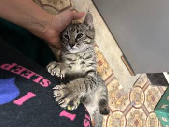 Domestic Short Hair Cats Available for Adoption - Benny | PetCurious