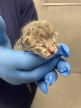Domestic Short Hair Cats Available for Adoption in Roseville, California - Scrambler | PetCurious