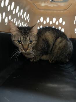 Rescue Domestic Short Hair Cats for Adoption in Fall River, Massachusetts - Rune | PetCurious