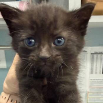 Domestic Short Hair Cats Available for Adoption in Greensboro, North Carolina - Young Thug | PetCurious