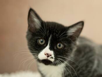 McArthur -  Domestic Short Hair and Tuxedo Cat for Adoption in Republic, Washington - McArthur | PetCurious