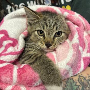 Scotty -  Domestic Short Hair Cat for Adoption in Pittsburgh, Pennsylvania - Scotty | PetCurious