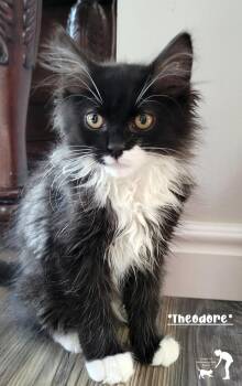 Theodore -  Domestic Medium Hair Cat for Adoption in Centerville, Utah - Theodore | PetCurious
