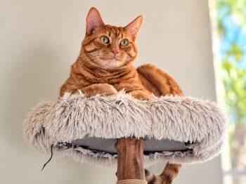 Mango -  Domestic Medium Hair Cat for Adoption in Sebastian, Florida - Mango | PetCurious