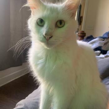 Rescue Domestic Long Hair Cats for Adoption in Little River, South Carolina - Humphrey | PetCurious