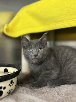 Domestic Short Hair Cats Available for Adoption in Munster, Indiana - Blueberry | PetCurious