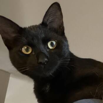 Grimm -  Domestic Short Hair Cat for Adoption in Liverpool, Texas - Grimm | PetCurious