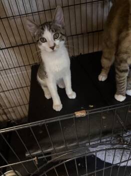 Rescue Tabby Cats for Adoption in Tahlequah, Oklahoma - S