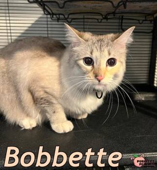 Siamese and American Bobtail Cats Available for Adoption - Bobbette | PetCurious