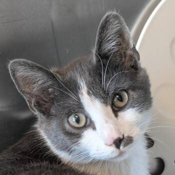 Slope -  Domestic Short Hair Cat for Adoption in Asheville, North Carolina - Slope | PetCurious