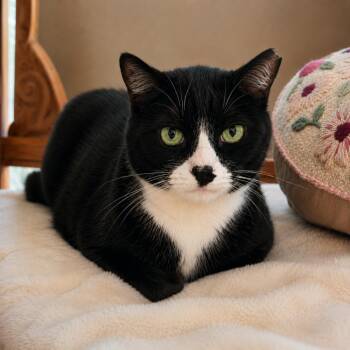 Craig -  Domestic Short Hair Cat for Adoption in Chicago, Illinois - Craig | PetCurious